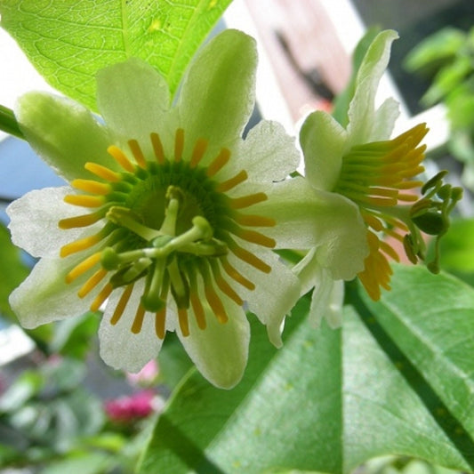 Passiflora Biflora ~ Il fiore della passione a due fiori ~ 4 semi rari