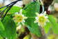 Passiflora Biflora ~ The Two-Flowered Passion Flower ~ Rare 4 Seeds