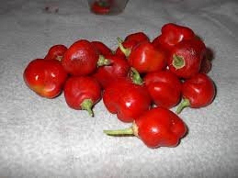 Rare * RED Skinned Manzano * Chilli Pepper * Capsicum Pubescens * Extremely Hot * 5 SEEDS *