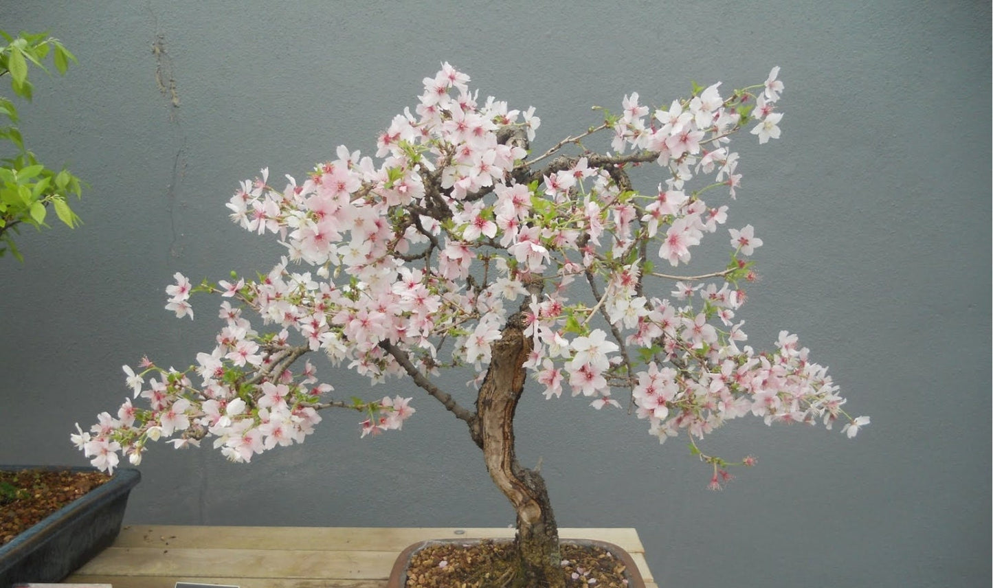 Prunus Avium * Wild Cherry * Gean * Flowering Cherry Bonsai Tree * 5 Seed *