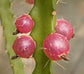 Lepismium Ianthothele * Exotic Rare Cactus * Unique Pink Fruits * 5 seeds * Limited *