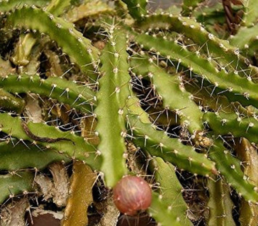 Lepismium Ianthothele * Cactus raro esotico * Frutti rosa unici * 5 semi * Limitato *