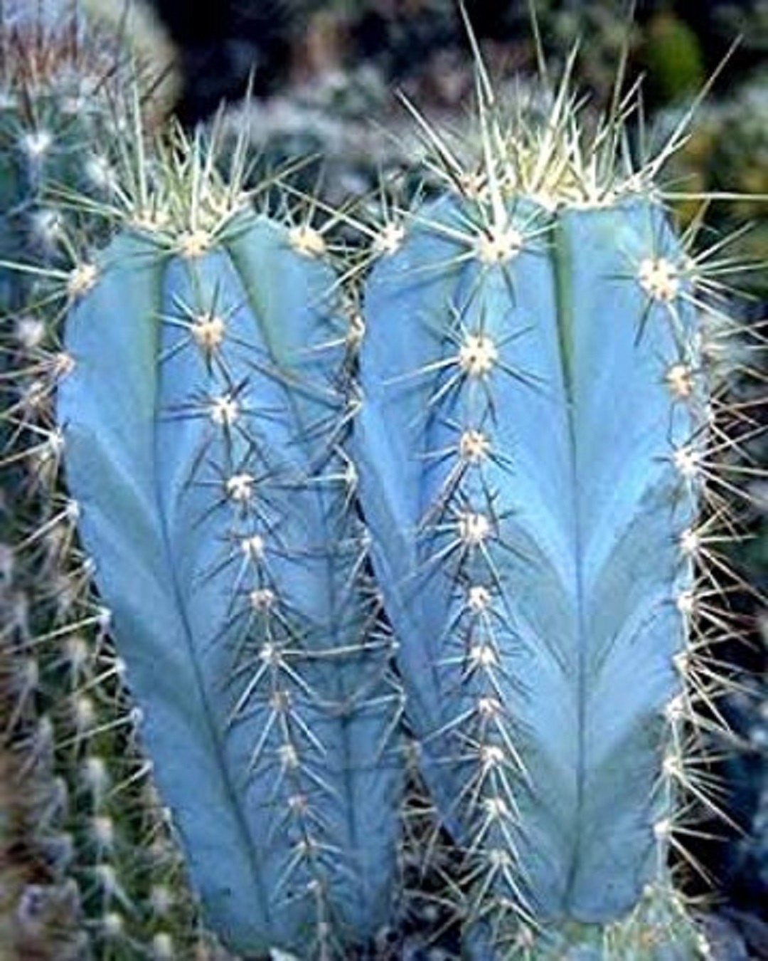 Pilosocereus Magnificus * Incrível Blue Sky Cactus * Raro * 5 Sementes * Limitado *