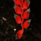 Heliconia Nigripraefixa * Colombian Blade Tree * 5 Fresh Seeds * RARE *