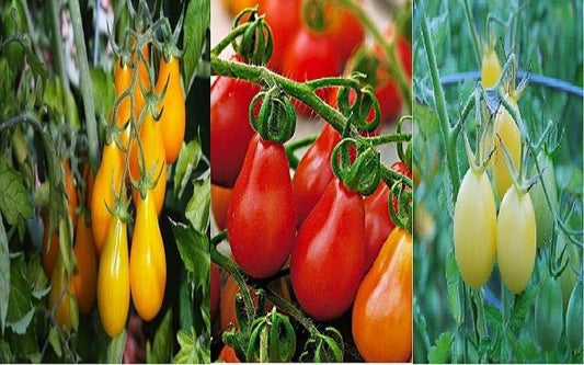 Solanum Lycopersicum * Tomate Pear Teardrop * 30 Sementes * Amarelo - Vermelho - Marfim RARO *