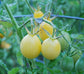 Solanum Lycopersicum * Pear Teardrop Tomato * 30 Seeds * Yellow - Red - Ivory RARE *