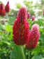 Trifolium Incarnatum *フレンチクリムゾンクローバー*香りのよい花* 30種子* E-Z成長*