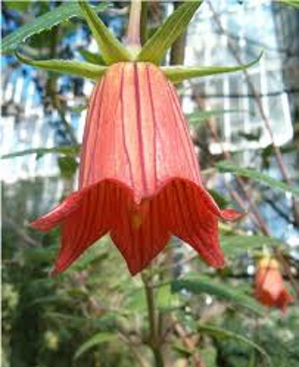 Canarina Canariensis * Canary Islands Bell Flower * Beautiful Rare * 5 Seeds *