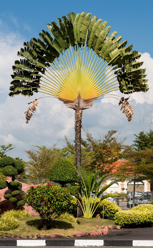 Ravenala Madagascariensis * Palmeira do Viajante * Ave do Paraíso de Madagascar * Rara 5 Sementes *
