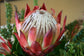 Protea Cynaroides * Re del Sud Africa * Spettacolare * Molto raro * 3 semi *