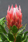 Protea Cynaroides * Re del Sud Africa * Spettacolare * Molto raro * 3 semi *