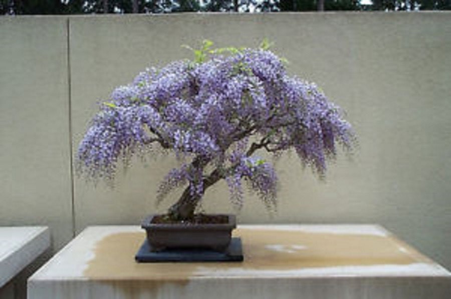 Paulownia Tomentosa * Blue Royal Empress * Bonsai Tree * Rare * 10 Seeds *