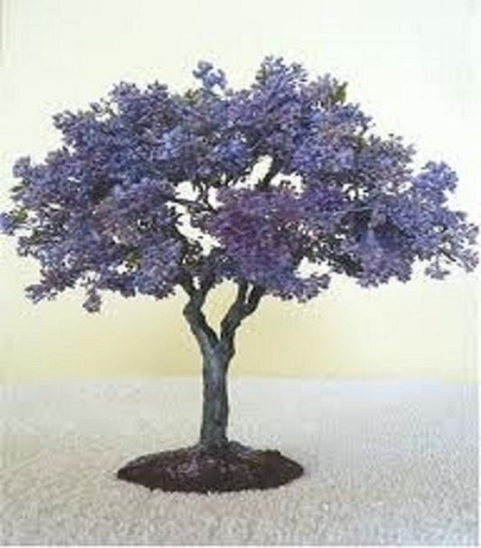 Paulownia Tomentosa * Blue Royal Empress * Bonsai Tree * Raro * 10 semi *