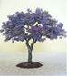 Paulownia Tomentosa * Blue Royal Empress * Bonsai Tree * Rare * 10 Seeds *
