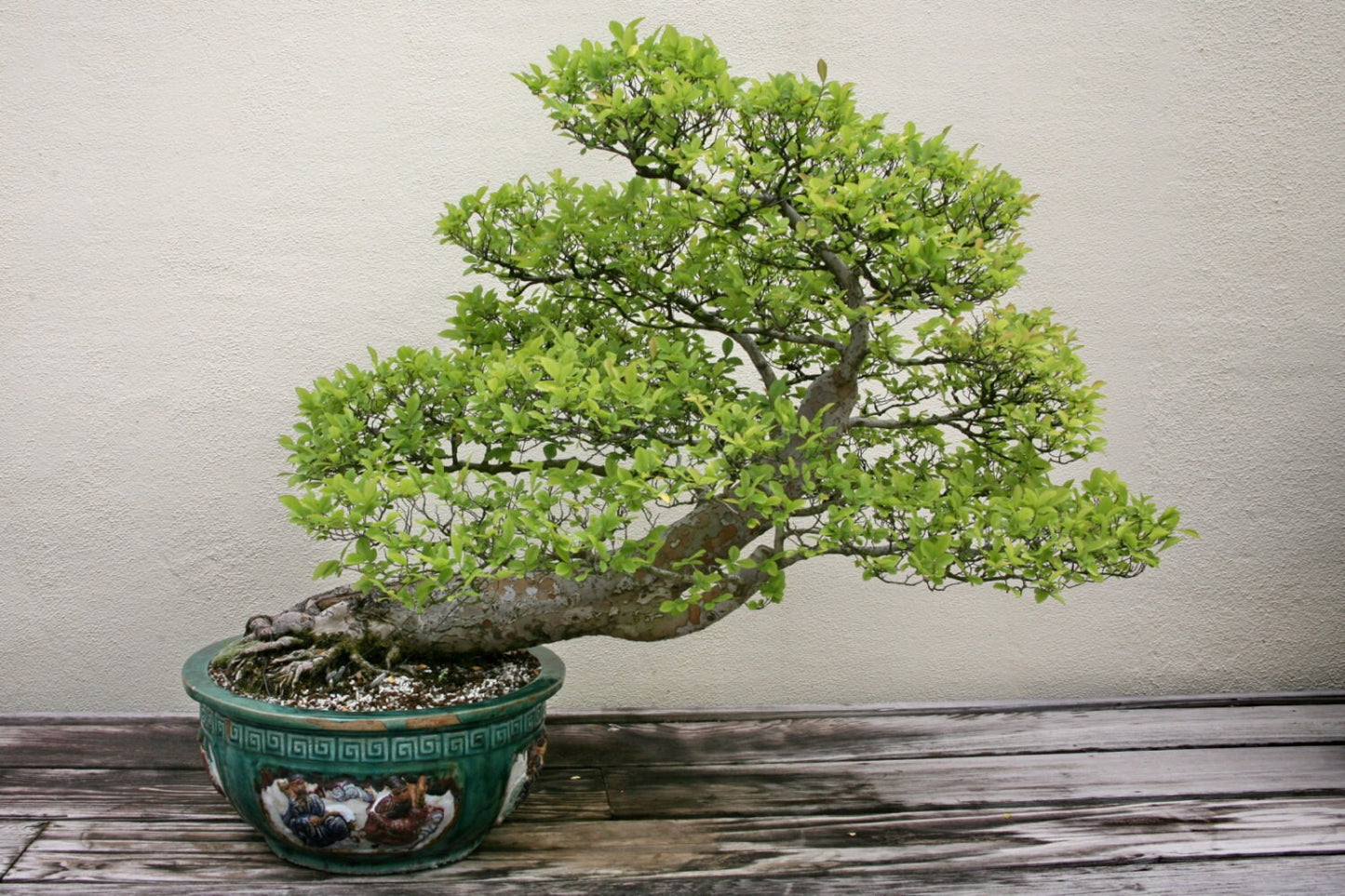 Ulmus Parvifolia * Glorious Chinese Elm * Bonsai Tree * Rare * 10 Seeds *