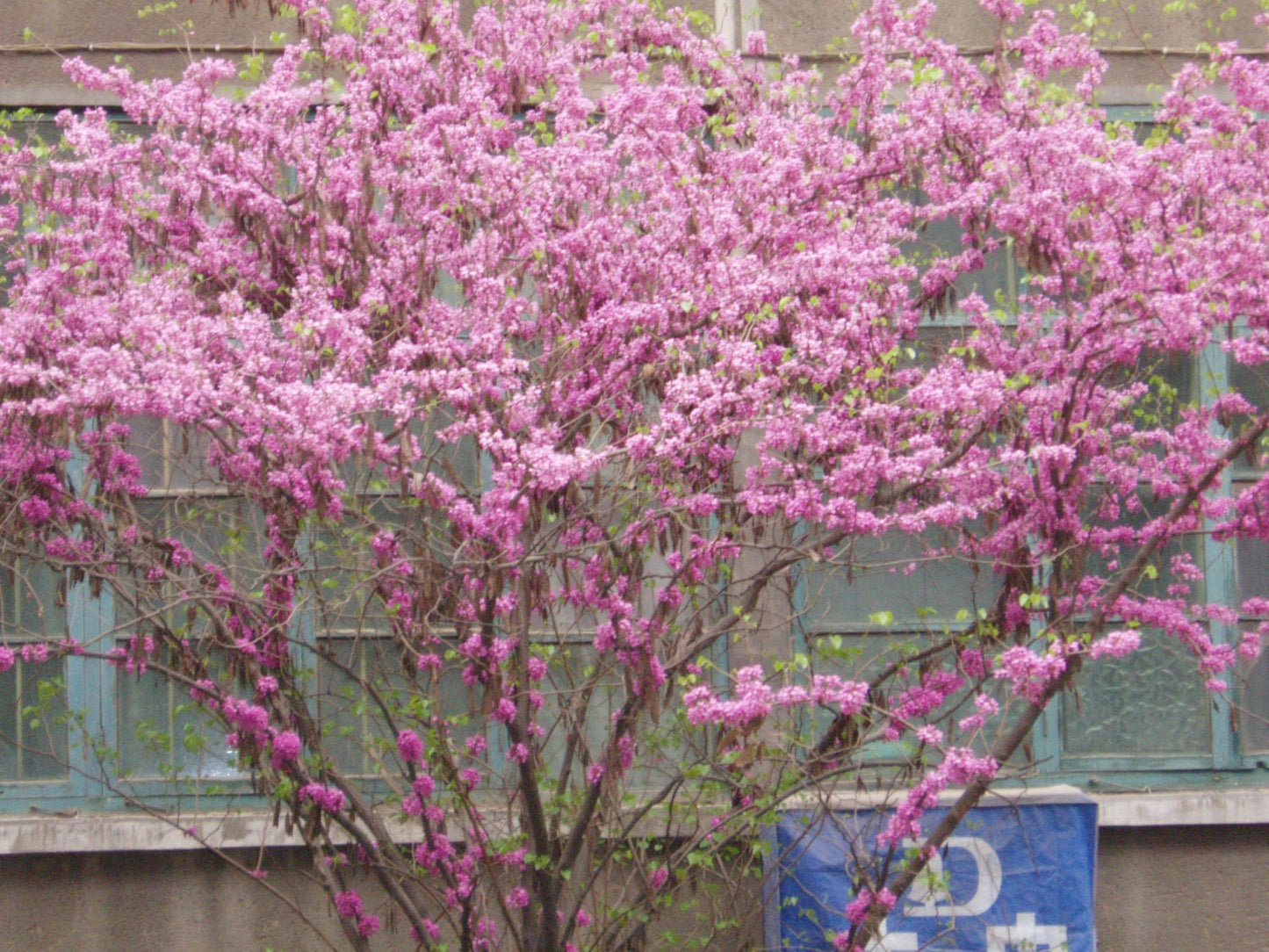 Cercis Chinensis * Magnificent Chinese Redbud * Rare * 30 Seeds *