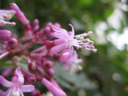 Fuchsia Paniculata *壮大なずんぐりしたフクシア*信じられないほど珍しい*限定* 4シード*