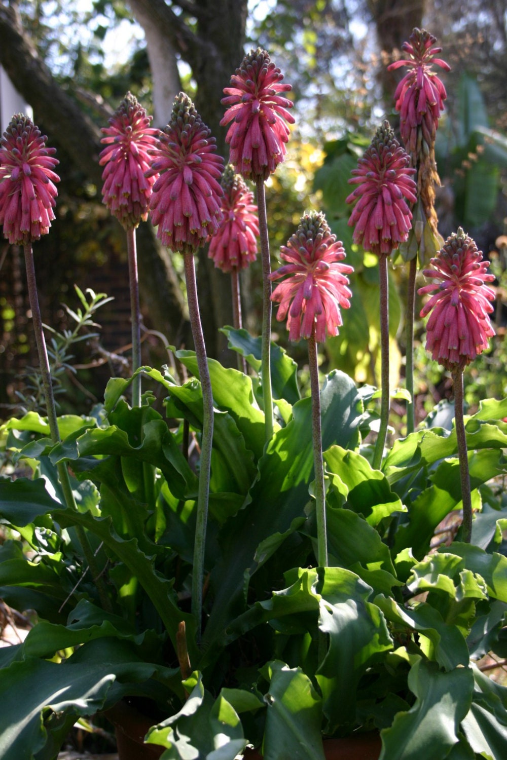 Veltheimia Bracteata * Forest Lily * Amazing Pink Perennial VERY RARE 5 Seeds *