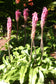 Veltheimia Bracteata * Forest Lily * Amazing Pink Perennial VERY RARE 5 Seeds *