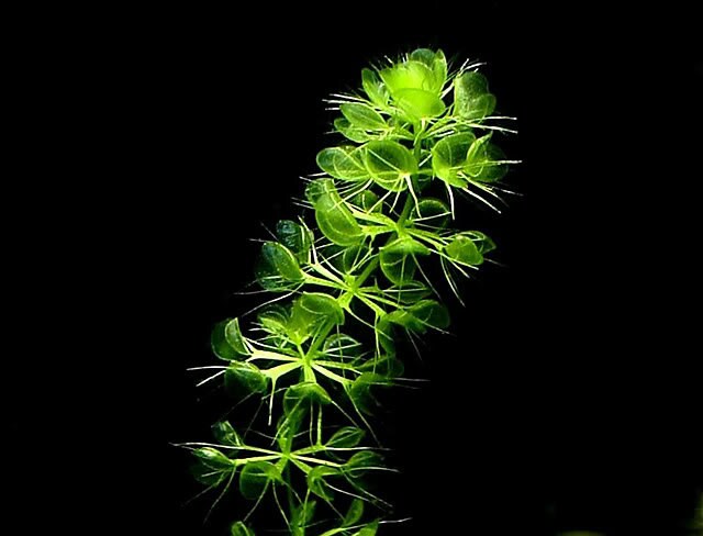 Aldrovanda vesiculosa * Waterwheel Plant * Carnivorous Aquatic * Very Rare * 3 Seeds *
