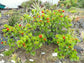 Greyia sutherlandii * Natal Bottlebrush * Beautiful * Red Tree * 5 Seeds * Very Rare *