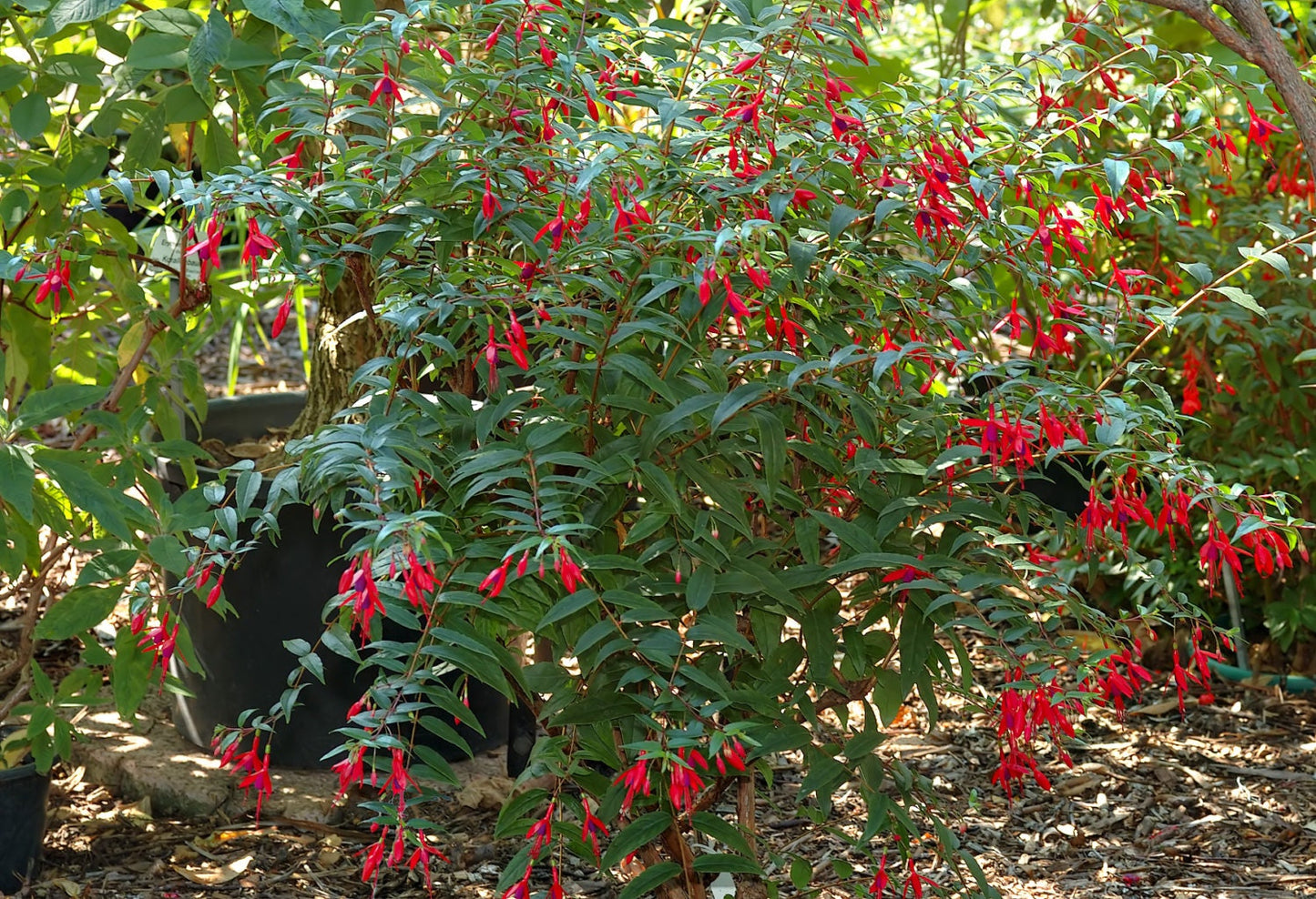 Fuchsia Regia * Red Brazilian Princesa * Beautiful Ornamental Shrub * 5 Seeds *