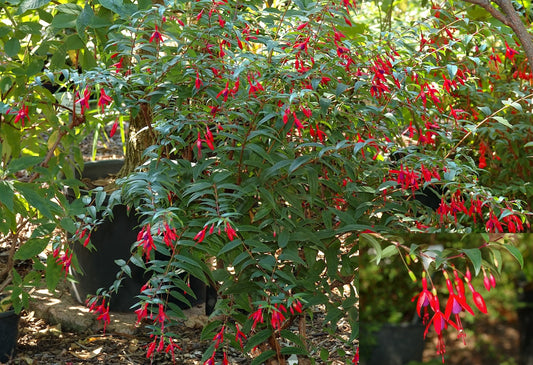 Fuchsia Regia * Princesa Vermelha Brasileira * Lindo Arbusto Ornamental * 5 Sementes *