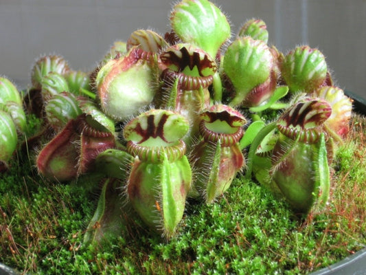 Cephalotus Follicularis *食虫植物*非常にまれ*オーストラリアの食虫植物* 3シード*