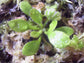Cephalotus Follicularis * Carnivorous * VERY RARE * Australian Pitcher Plant * 3 Seeds *
