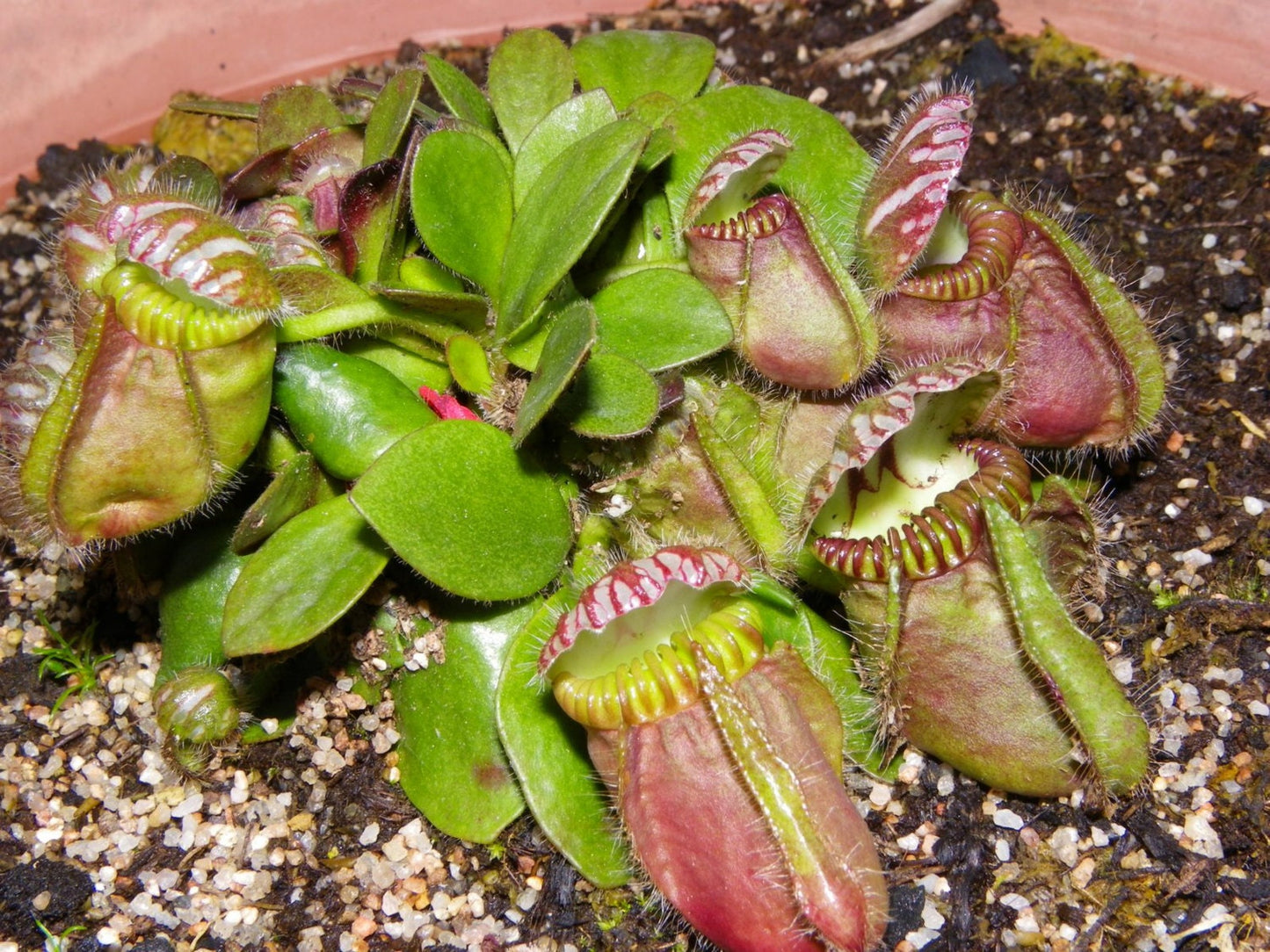 Cephalotus Follicularis * Carnivorous * VERY RARE * Australian Pitcher Plant * 3 Seeds *