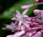 Fuchsia Paniculata * Spectacular Shrubby Fuchsia * Unbelievably RARE * Limited * 4 Seeds *