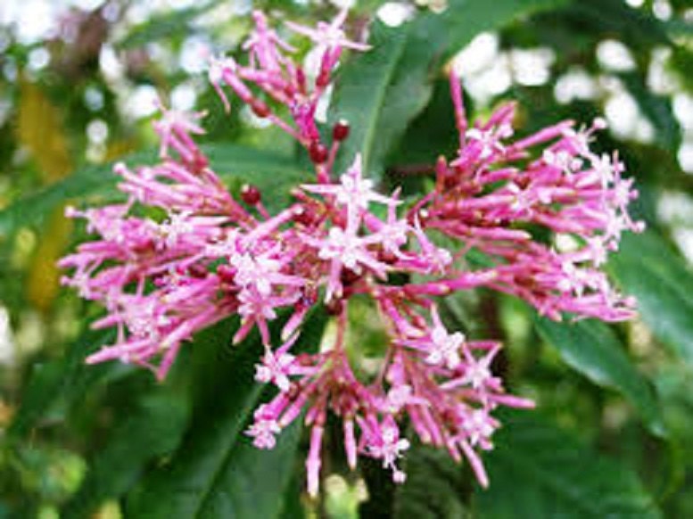Fuchsia Paniculata * Spettacolare fucsia arbustiva * Incredibilmente RARO * Limitato * 4 semi *