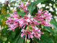 Fuchsia Paniculata * Espetacular Shrubby Fuchsia * Inacreditavelmente RARO * Limitado * 4 Sementes *