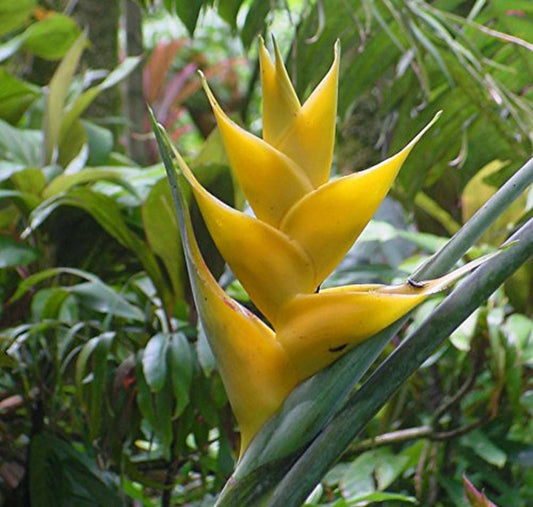 Heliconia Champneiana * Maya Gold * Raro Tropicale * 5 Semi *