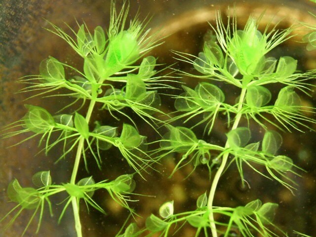 Aldrovanda vesiculosa * Waterwheel Plant * Carnivorous Aquatic * Very Rare * 3 Seeds *