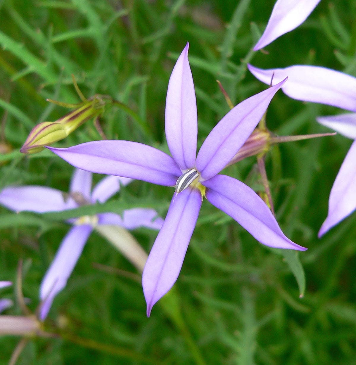 Isotoma Axillaris * Laurentia Blue Star Creeper * Pink Star Flower * 30 Sementes *