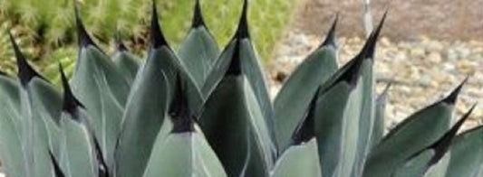 Agave Nickelsiae