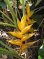 Heliconia Champneiana * Maya Gold * Rare Tropical * 5 Seeds *