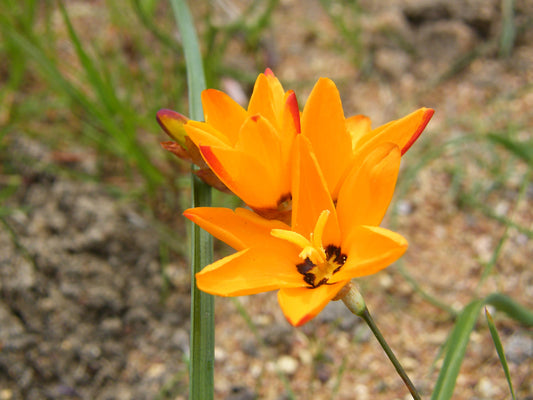 Ixia maculata * lírio africano manchado * lindo ornamental amarelo-laranja * 5 sementes