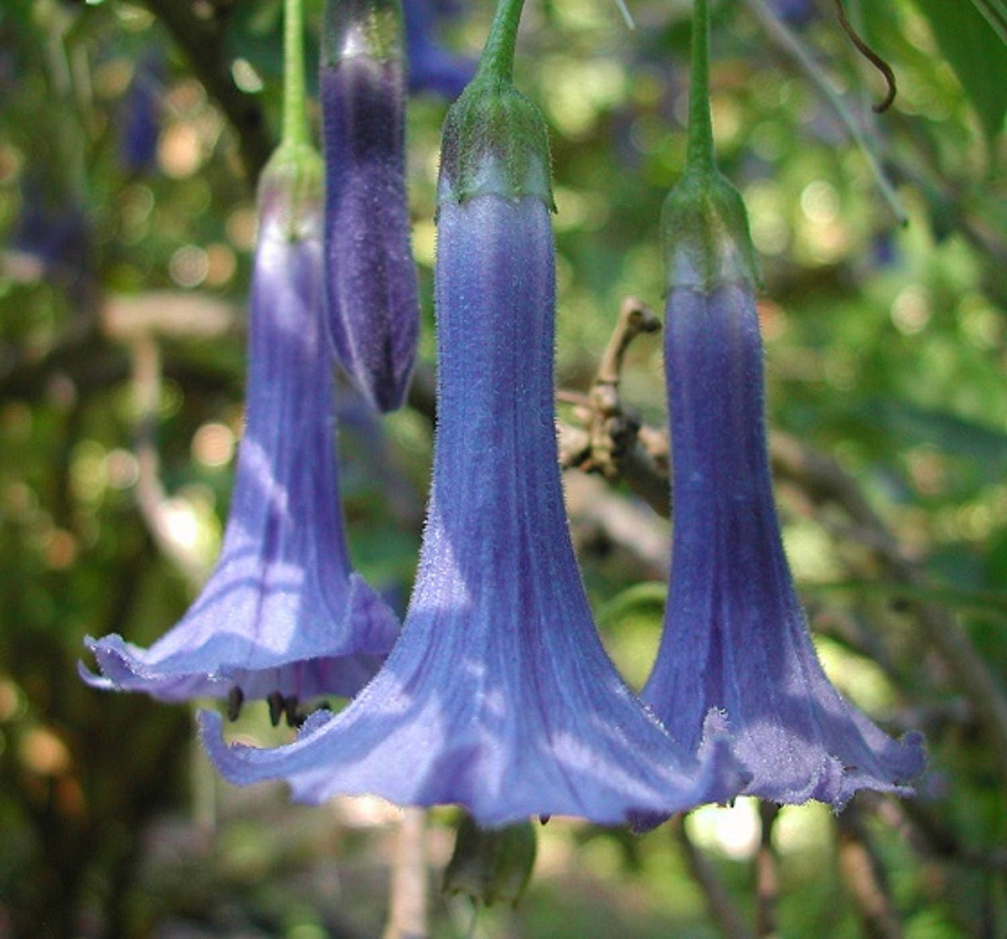 Acnistus Australis * Iochroma Blue * Mini Angel's Trumpet * 10 Seeds *