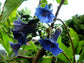 Acnistus Australis * Iochroma Blue * Mini Angel's Trumpet * 10 Seeds *