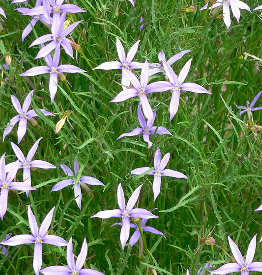 Isotoma Axillaris * Laurentia Blue Star Creeper * Pink Star Flower * 30 semi *