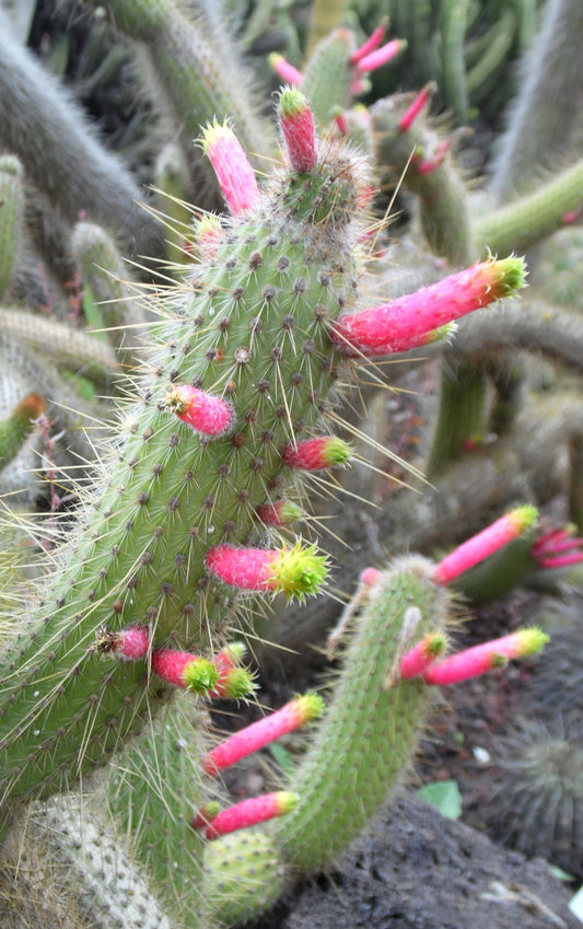Cleistocactus Smaragdiflorus ~ Incredibile Cactus Colorato ~ Rari 10 Semi ~