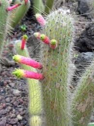Cleistocactus Smaragdiflorus ~ Amazing Colorful Cactus ~ Rare 10 Seeds ~