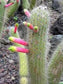 Cleistocactus Smaragdiflorus ~ Amazing Colorful Cactus ~ Rare 10 Seeds ~