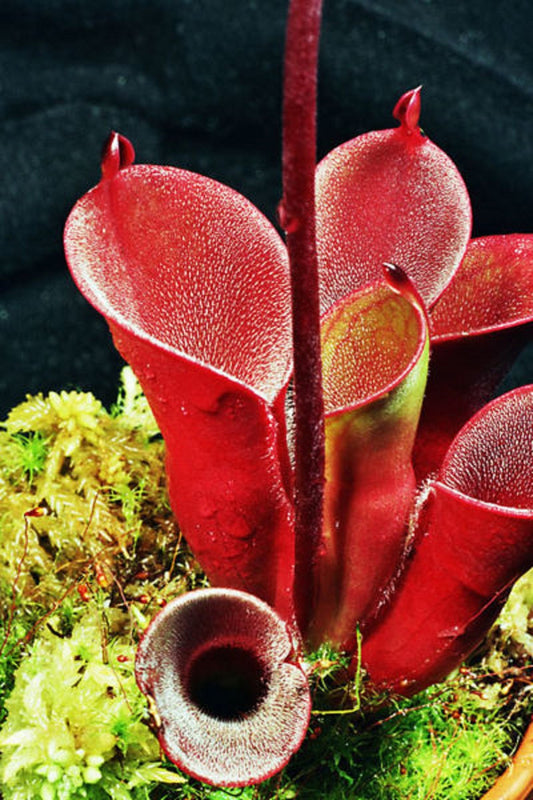 Heliamphora Pulchella〜驚くべき毛深い食虫植物〜非常にまれな3つの種子〜