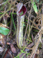 Nepenthes Fusca ~ Sarawak Stunning Pitcher Plant ~ Very Rare 5 Seeds ~