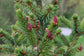 Picea Omorika ~ Serbian Spruce ~ Christmas Tree Conifer Bonsai ~ Rare 10 Seeds ~
