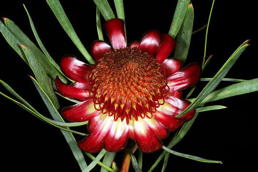 Protea Acuminata〜Blackrim Rose Sugarbush〜驚異的な非常にまれな3シード〜