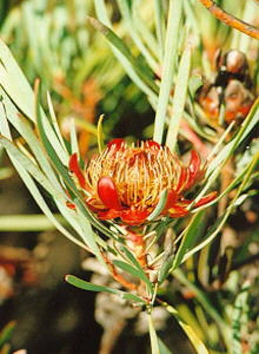 Protea Acuminata〜Blackrim Rose Sugarbush〜驚異的な非常にまれな3シード〜